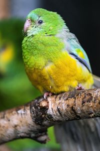 Preview wallpaper orange-bellied parrot, parrot, bird