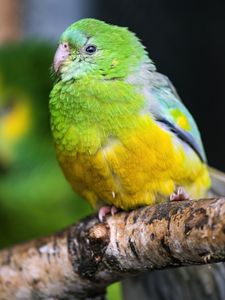 Preview wallpaper orange-bellied parrot, parrot, bird