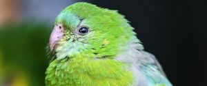 Preview wallpaper orange-bellied parrot, parrot, bird