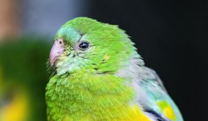 Preview wallpaper orange-bellied parrot, parrot, bird