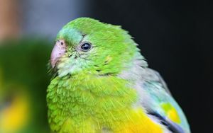 Preview wallpaper orange-bellied parrot, parrot, bird