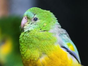 Preview wallpaper orange-bellied parrot, parrot, bird