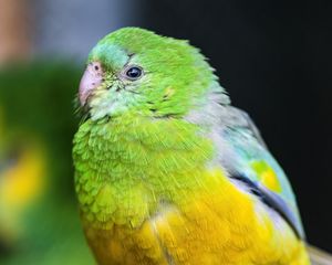 Preview wallpaper orange-bellied parrot, parrot, bird