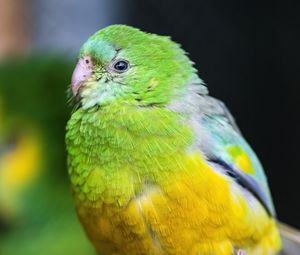 Preview wallpaper orange-bellied parrot, parrot, bird