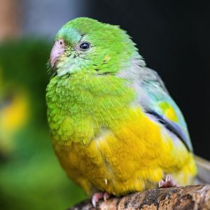 Preview wallpaper orange-bellied parrot, parrot, bird