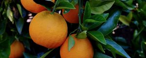 Preview wallpaper oranges, citruses, leaves, branch, macro