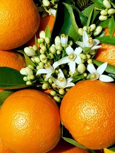 Preview wallpaper oranges, flowers, grass