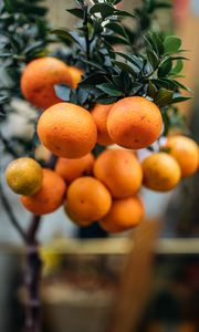 Preview wallpaper oranges, fruit, branch, plant, citrus