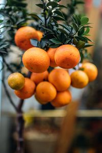 Preview wallpaper oranges, fruit, branch, plant, citrus