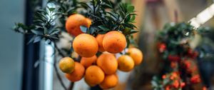 Preview wallpaper oranges, fruit, branch, plant, citrus