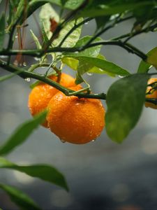 Preview wallpaper oranges, fruit, branches, plant, wet, orange