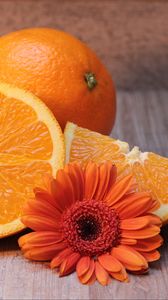 Preview wallpaper oranges, fruit, citrus, flower