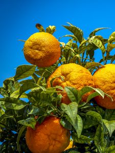 Preview wallpaper oranges, fruit, citrus, branch, leaves