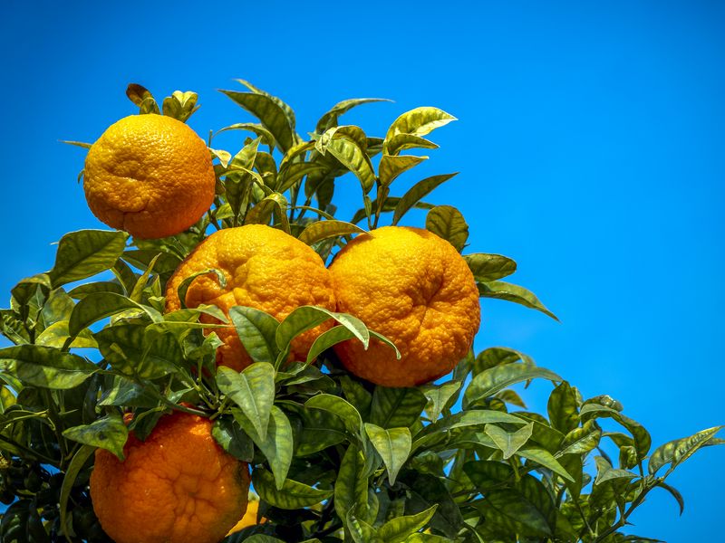 800x600 Wallpaper oranges, fruit, citrus, branch, leaves