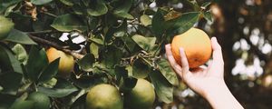 Preview wallpaper oranges, fruit, hand, gardens