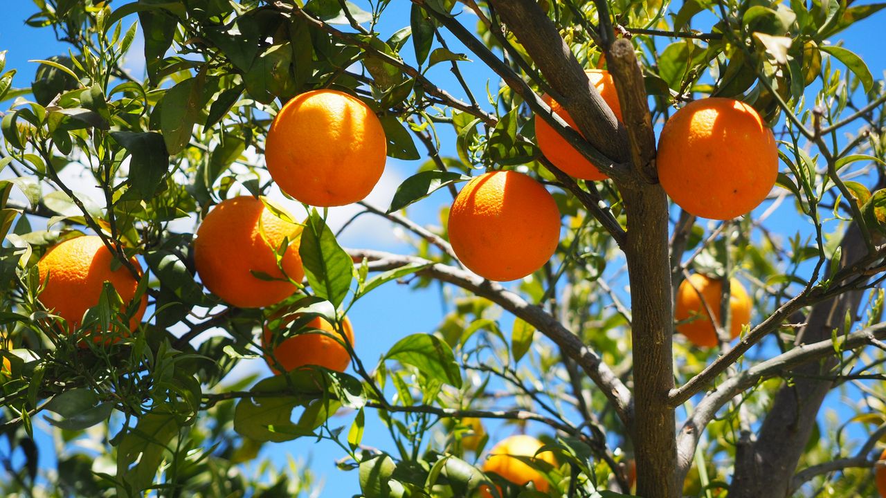 Wallpaper oranges, fruit, orange tree, citrus