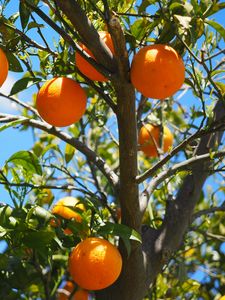 Preview wallpaper oranges, fruit, orange tree, citrus