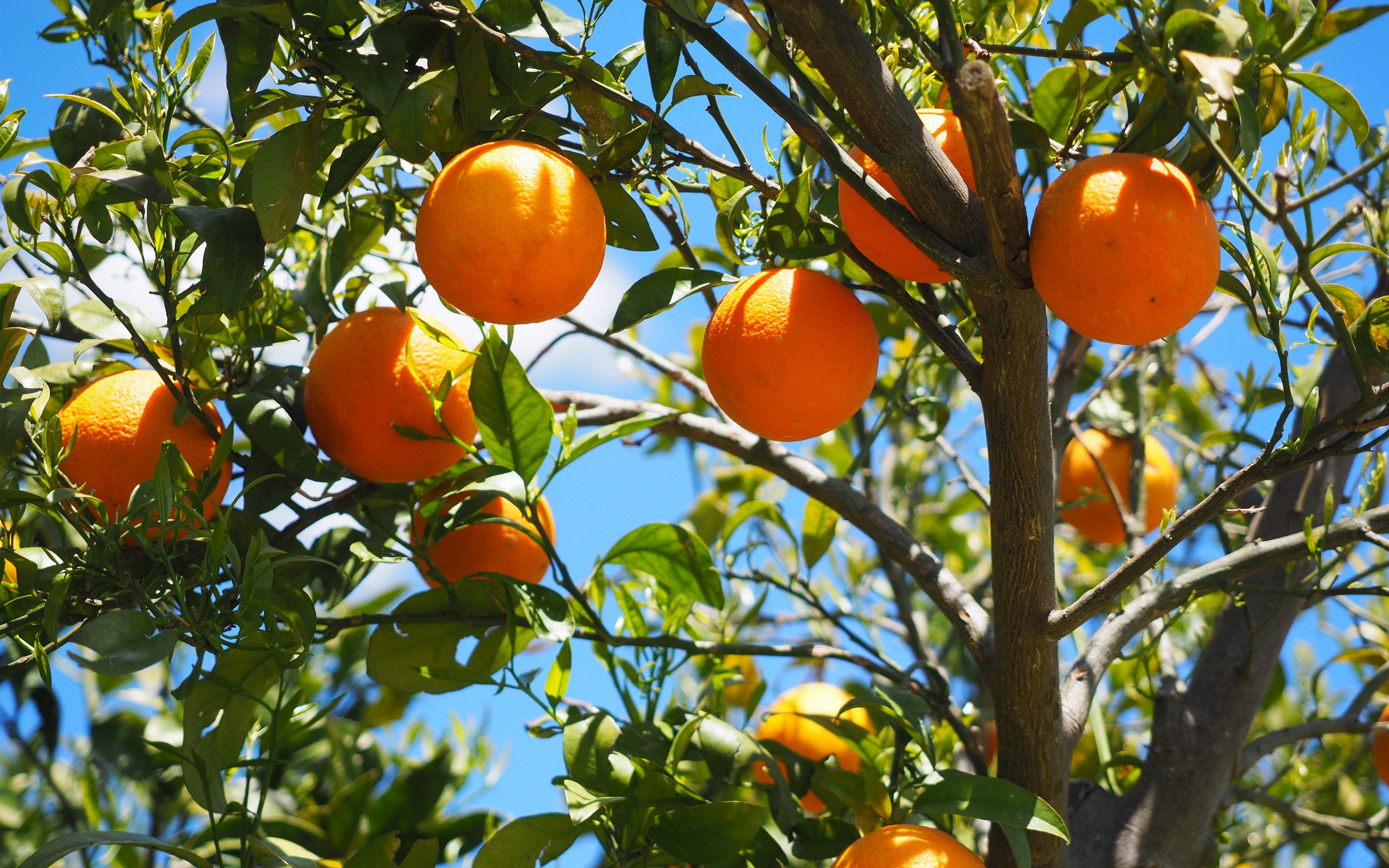 Fresh organic orange seamless pattern Cute fruit background Vector Stock  Vector  Adobe Stock