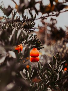 Preview wallpaper oranges, fruits, branches, plant, citrus