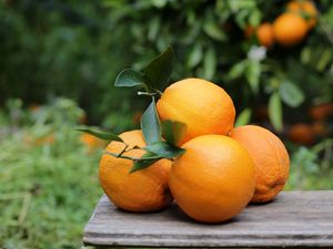 Preview wallpaper oranges, fruits, citrus, harvest