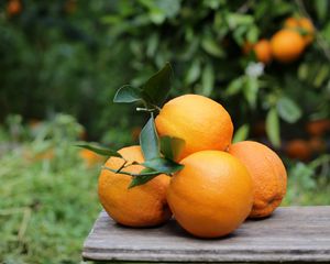 Preview wallpaper oranges, fruits, citrus, harvest