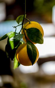 Preview wallpaper oranges, leaves, branch, fruit