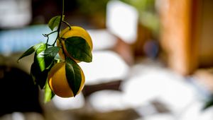 Preview wallpaper oranges, leaves, branch, fruit