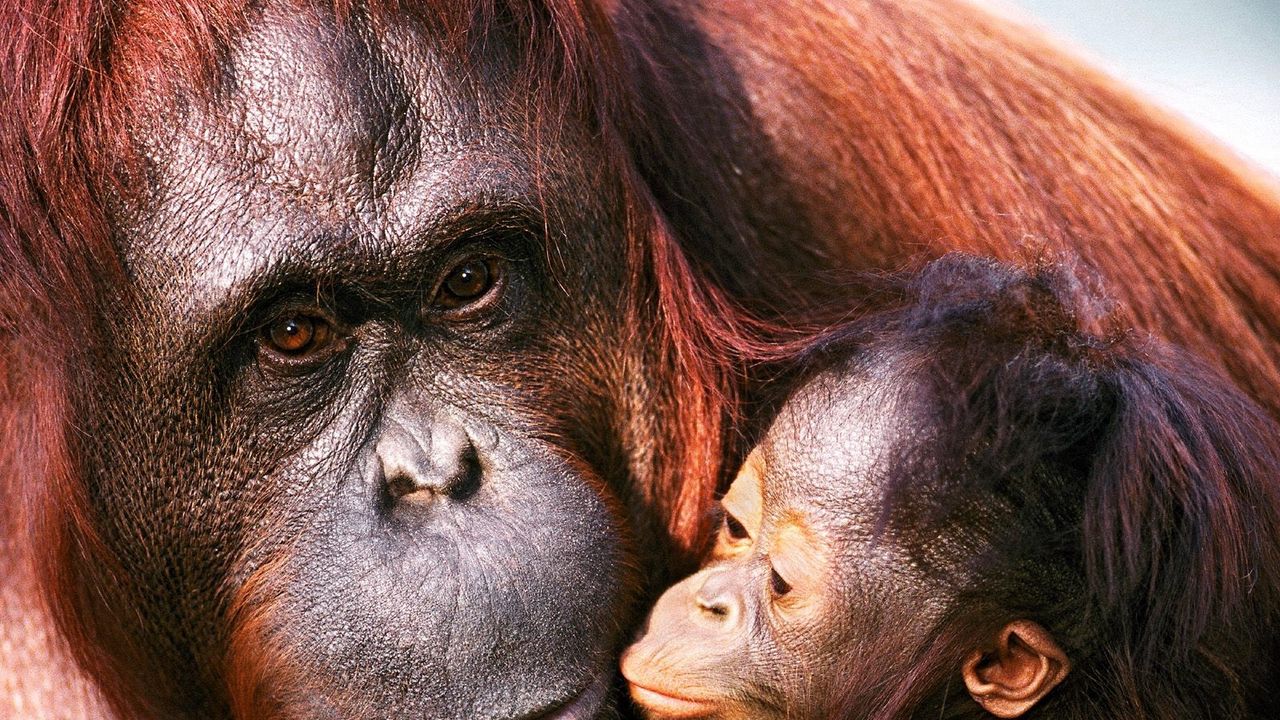 Wallpaper orangutan, female, young, caring