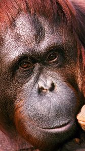 Preview wallpaper orangutan, female, young, caring