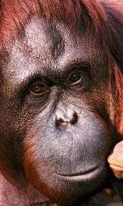 Preview wallpaper orangutan, female, young, caring