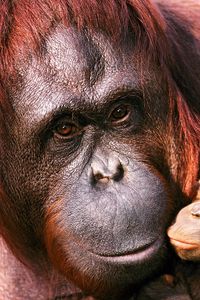 Preview wallpaper orangutan, female, young, caring