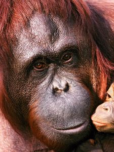 Preview wallpaper orangutan, female, young, caring