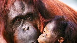 Preview wallpaper orangutan, female, young, caring