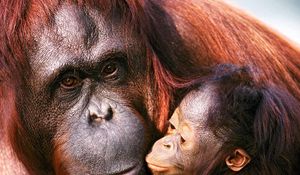 Preview wallpaper orangutan, female, young, caring