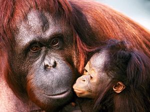 Preview wallpaper orangutan, female, young, caring