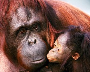 Preview wallpaper orangutan, female, young, caring