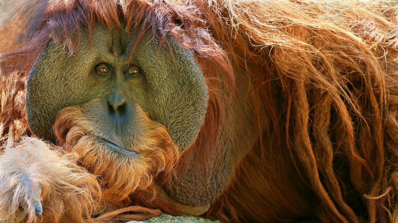 Wallpaper orangutan, monkey, pensive
