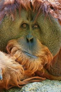 Preview wallpaper orangutan, monkey, pensive