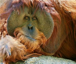 Preview wallpaper orangutan, monkey, pensive