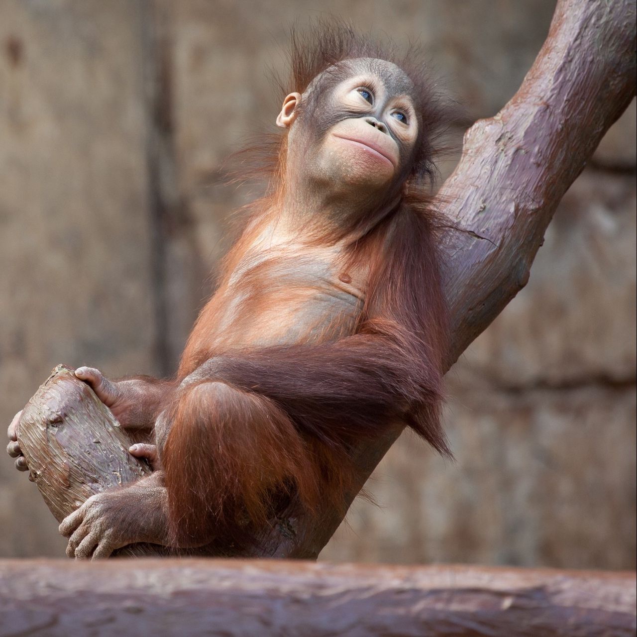 Download Orangutan Largest Arboreal Mammal Wallpaper  Wallpaperscom