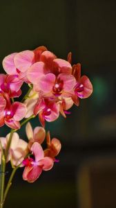 Preview wallpaper orchid, bloom, branches, exotic