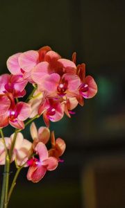 Preview wallpaper orchid, bloom, branches, exotic