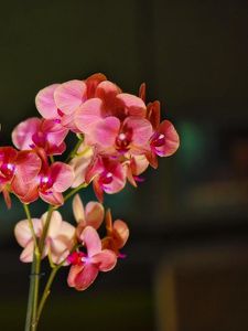 Preview wallpaper orchid, bloom, branches, exotic