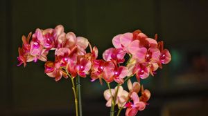 Preview wallpaper orchid, bloom, branches, exotic