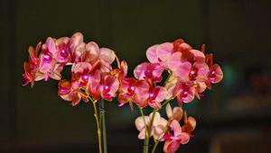 Preview wallpaper orchid, bloom, branches, exotic