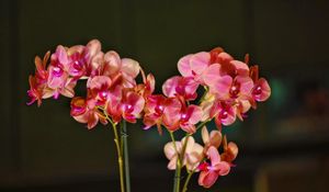 Preview wallpaper orchid, bloom, branches, exotic