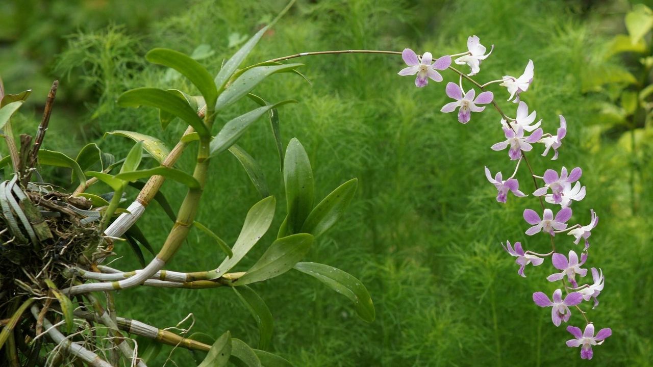 Wallpaper orchid, blossom, branch, exotic, greens