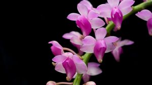 Preview wallpaper orchid, branch, exotic, black background