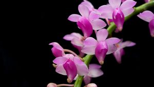 Preview wallpaper orchid, branch, exotic, black background