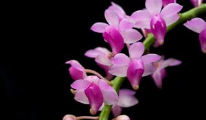 Preview wallpaper orchid, branch, exotic, black background